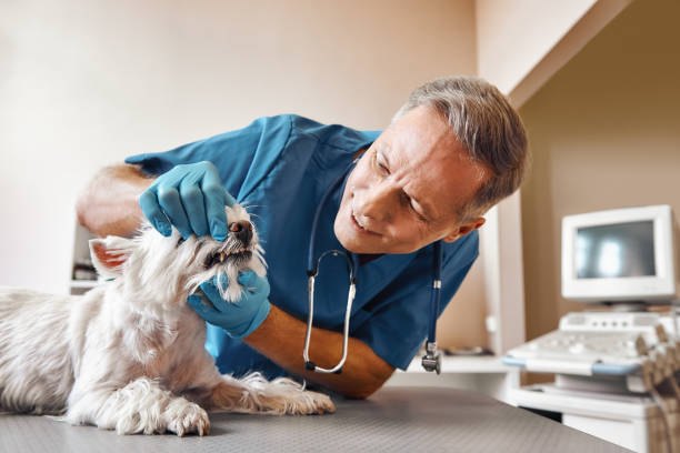 Best Emergency Dentist for Special Needs Patients in Blue Hills, CT